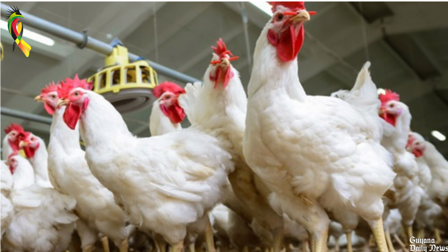 Agri. Ministry refutes businessman’s corruption allegations in poultry sector