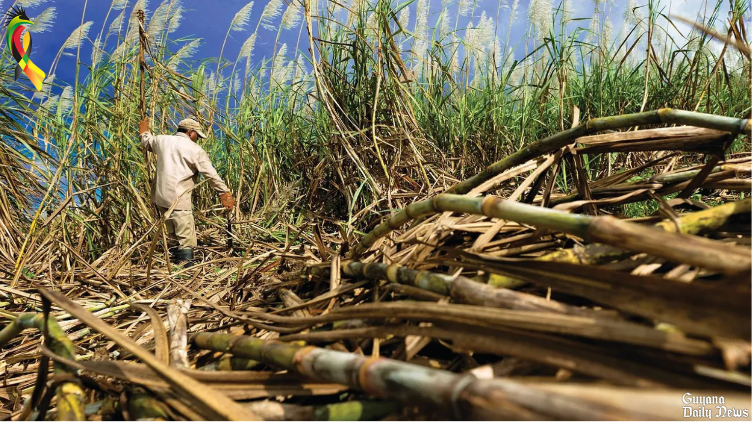 Budget 2025: $13.6B allocated for GuySuCo to further rehabilitate sugar industry